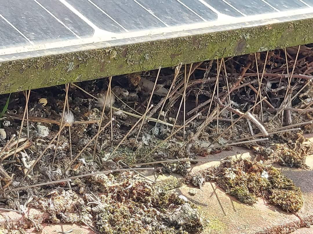 Bird nesting debris collected beneath rooftop solar panels on a Devon property